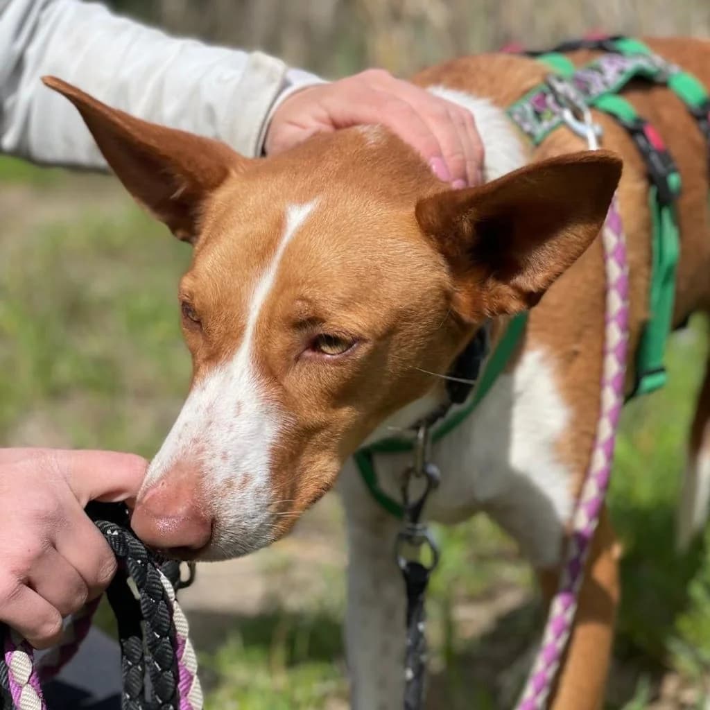 Neo, male 3yo Podenco for adoption at SALVA Hundehilfe e.V.