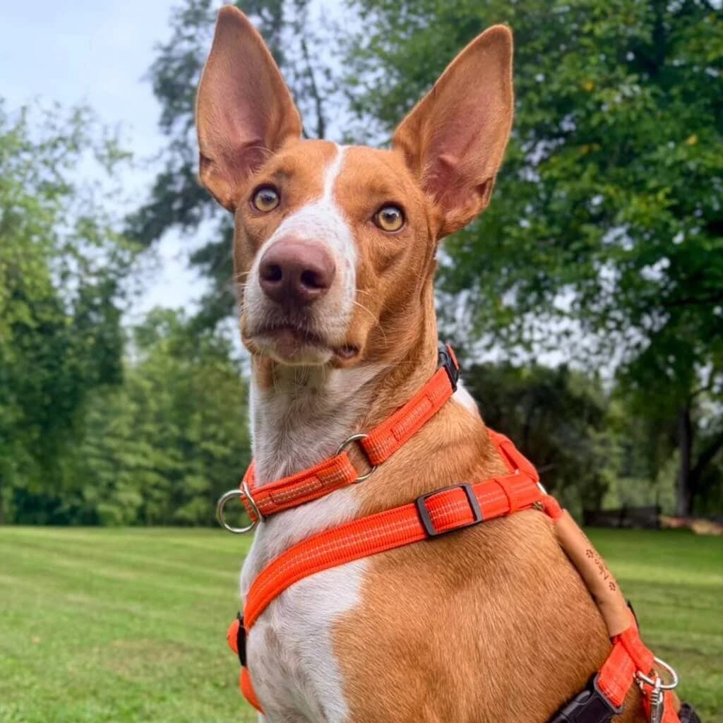 Neo, male 3yo Podenco for adoption at SALVA Hundehilfe e.V.