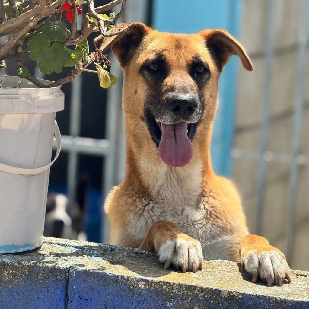 Cuba, male young Belgian Malinois for adoption at SALVA Hundehilfe e.V.
