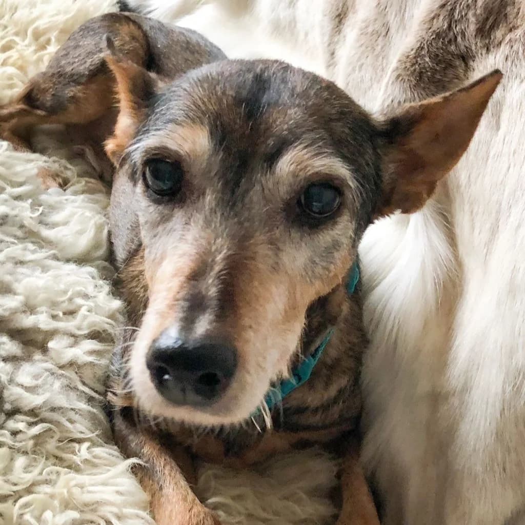 India, female senior Mixed Breed for adoption at SALVA Hundehilfe e.V.