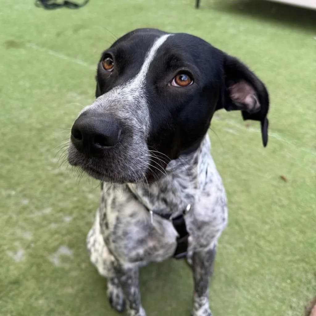 Aladin, male young Pointer for adoption at SALVA Hundehilfe e.V.