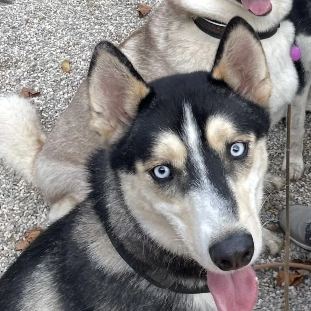 Balto, gold male young Husky for adoption at SALVA Hundehilfe e.V.
