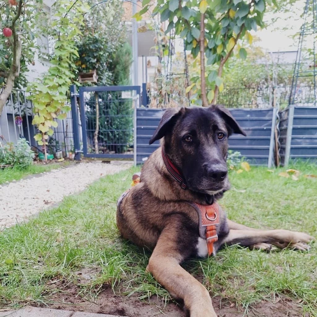 Kobe, male young Mixed Breed for adoption at SALVA Hundehilfe e.V.