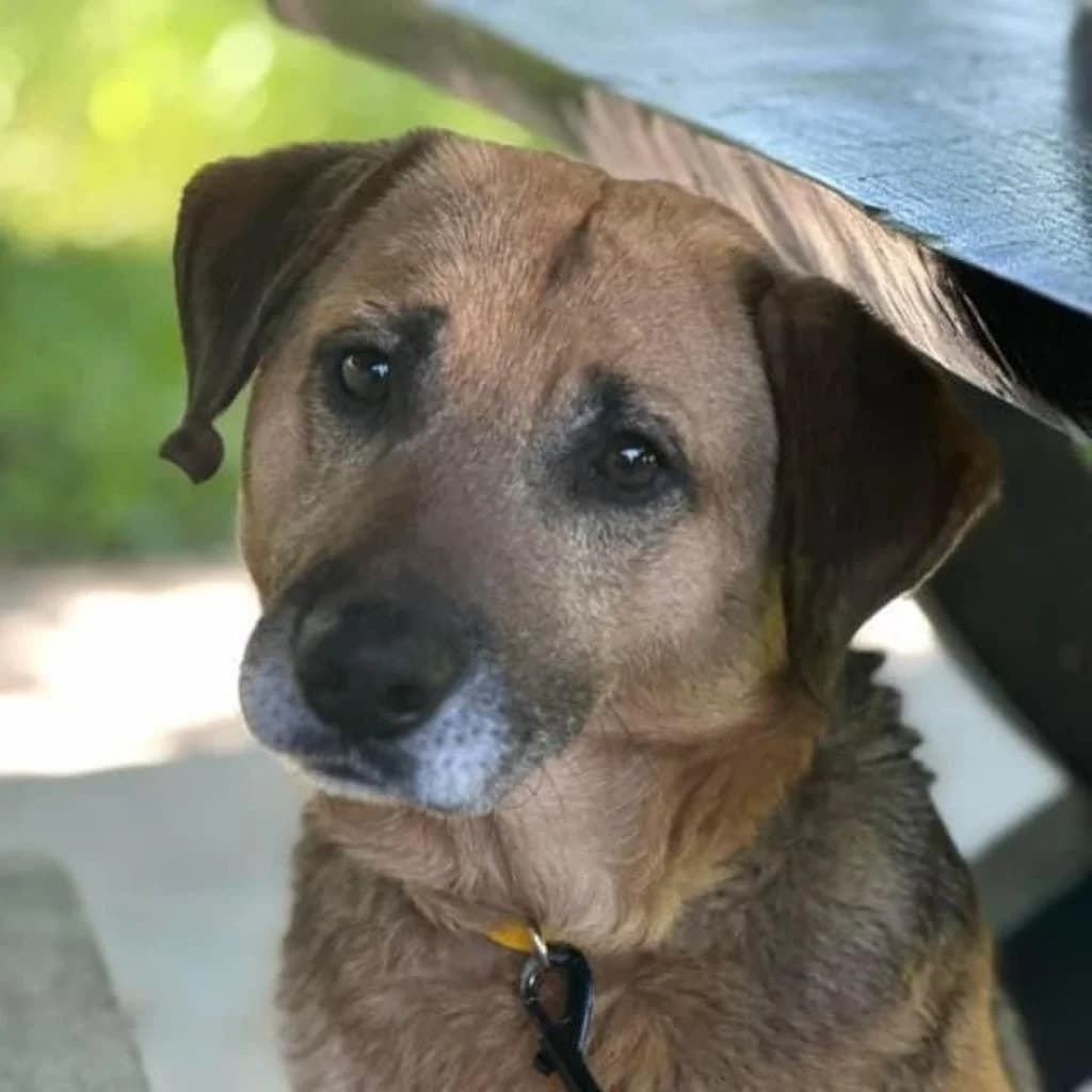 Himen, male 4yo Mixed Breed for adoption at SALVA Hundehilfe e.V.