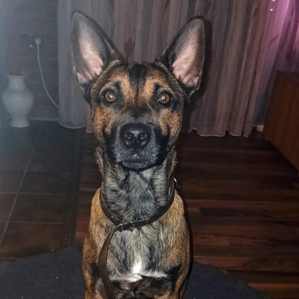 Toy, male young Mixed Breed for adoption at SALVA Hundehilfe e.V.
