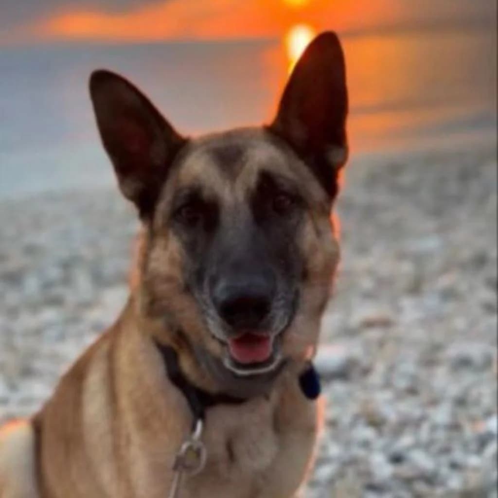 Baloo, male 4yo German Shepherd for adoption at SALVA Hundehilfe e.V.