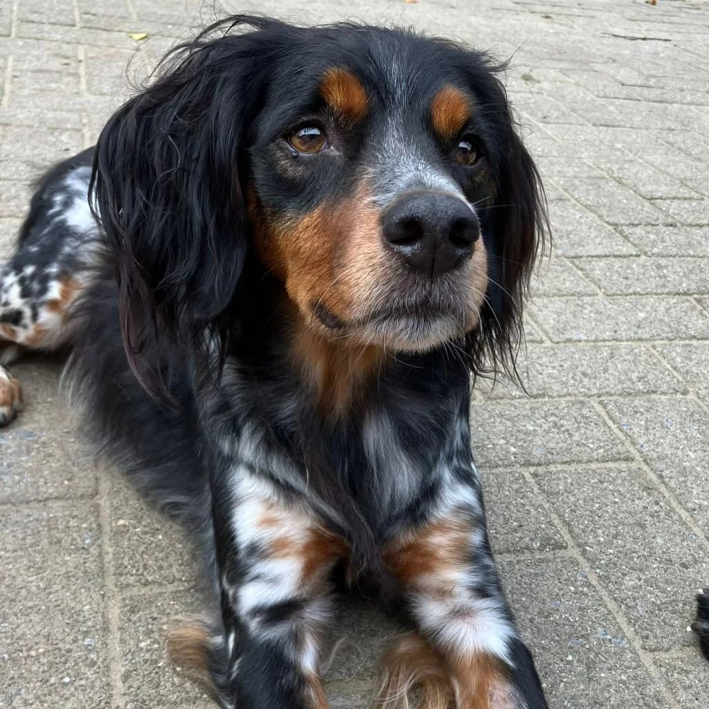 Bond, male senior mixed breed for adoption at SALVA Hundehilfe e.V.