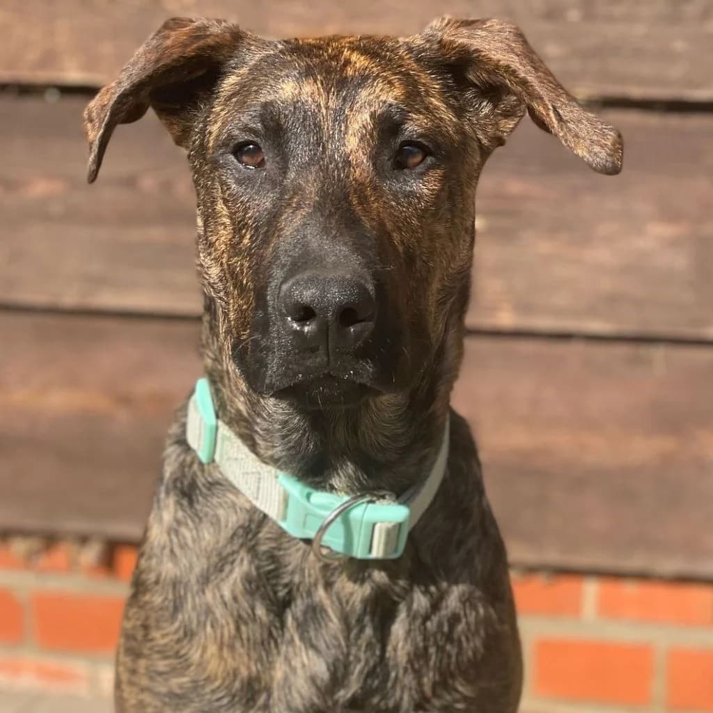 Soplo, male young Mixed Breed for adoption at SALVA Hundehilfe e.V.