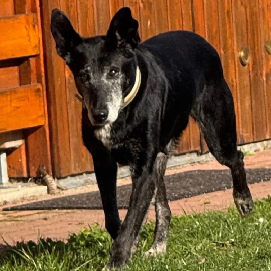 Abuela, female senior Mixed Breed for adoption at SALVA Hundehilfe e.V.