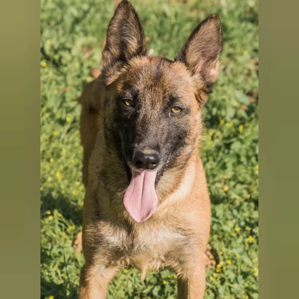 Ronald, male 3yo Belgian Malinois for adoption at SALVA Hundehilfe e.V.
