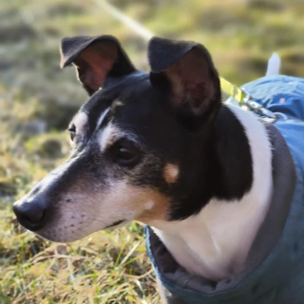 Chorizo, male senior mixed breed for adoption at SALVA Hundehilfe e.V.