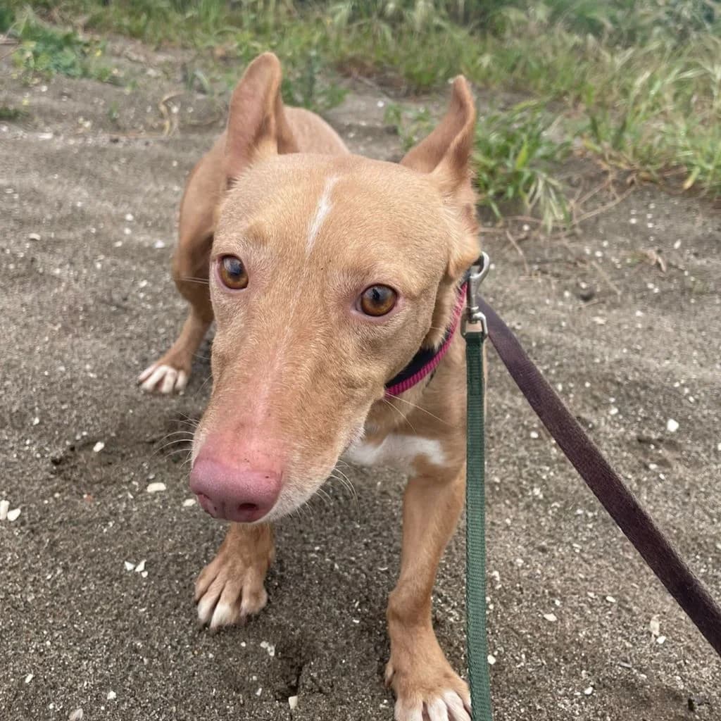 Zape, male young Podenco for adoption at SALVA Hundehilfe e.V.
