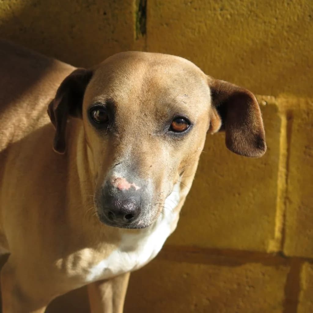 Aida, female 7yo Podenco for adoption at SALVA Hundehilfe e.V.