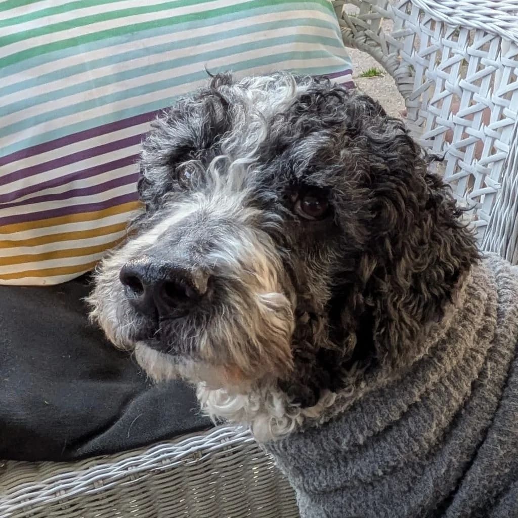 Duque, male senior mixed breed for adoption at SALVA Hundehilfe e.V.