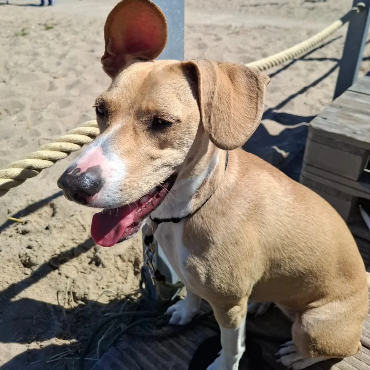 Zeta, male young Mixed Breed for adoption at SALVA Hundehilfe e.V.