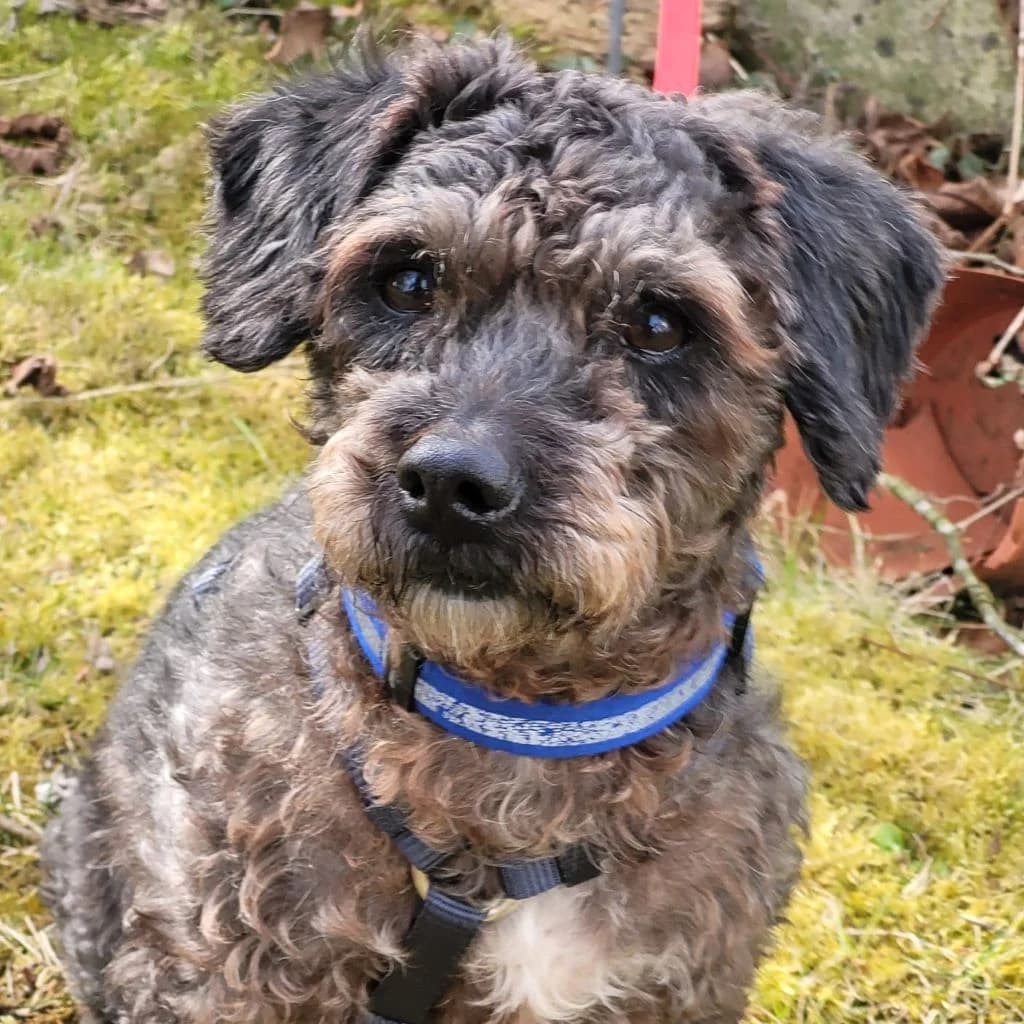 Asalvo, male 5yo Poodle for adoption at SALVA Hundehilfe e.V.