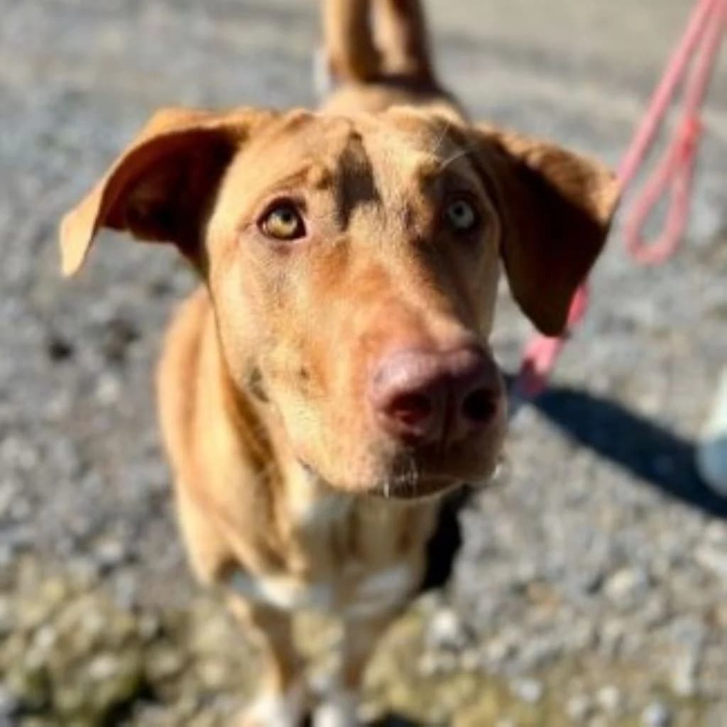Erika, female young Mixed Breed for adoption at SALVA Hundehilfe e.V.
