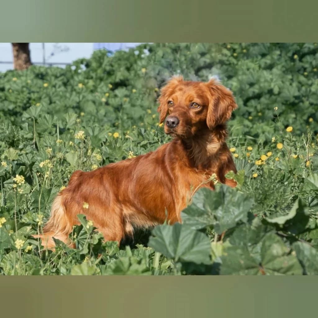 Nessi, male 3yo Mixed Breed for adoption at SALVA Hundehilfe e.V.