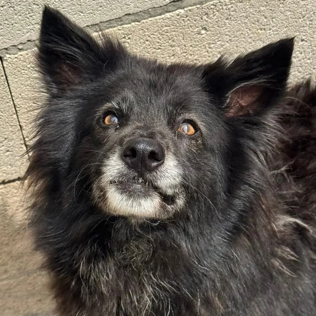 Sombra de las Nieves, female 6yo German Shepherd for adoption at SALVA Hundehilfe e.V.