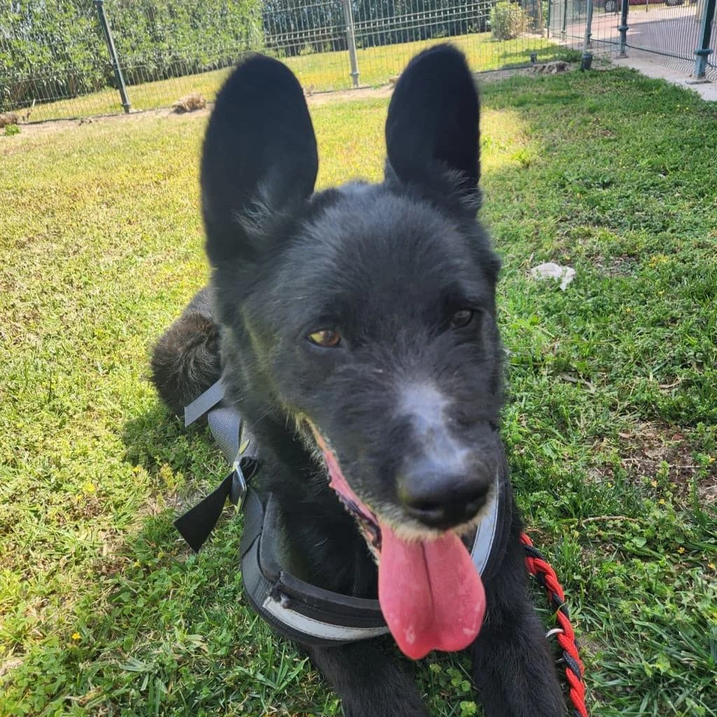 Thor, male 5yo Mixed Breed for adoption at SALVA Hundehilfe e.V.
