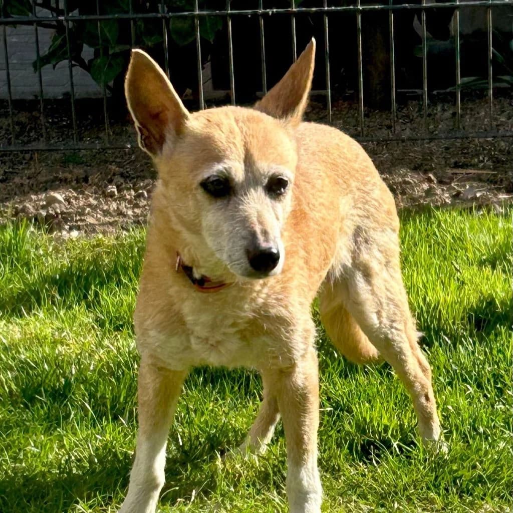 Anacleta, female senior Podenco for adoption at SALVA Hundehilfe e.V.