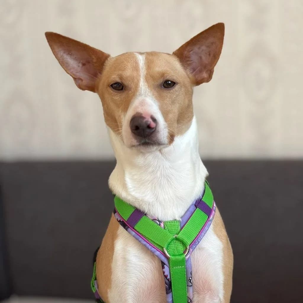 Andres, male young Podenco for adoption at SALVA Hundehilfe e.V.