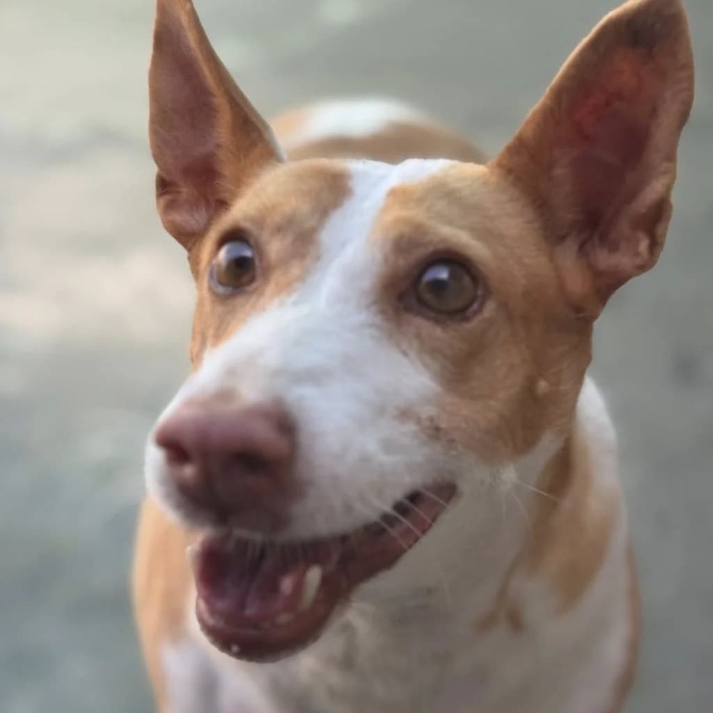 Maruchi, female senior Podenco for adoption at SALVA Hundehilfe e.V.