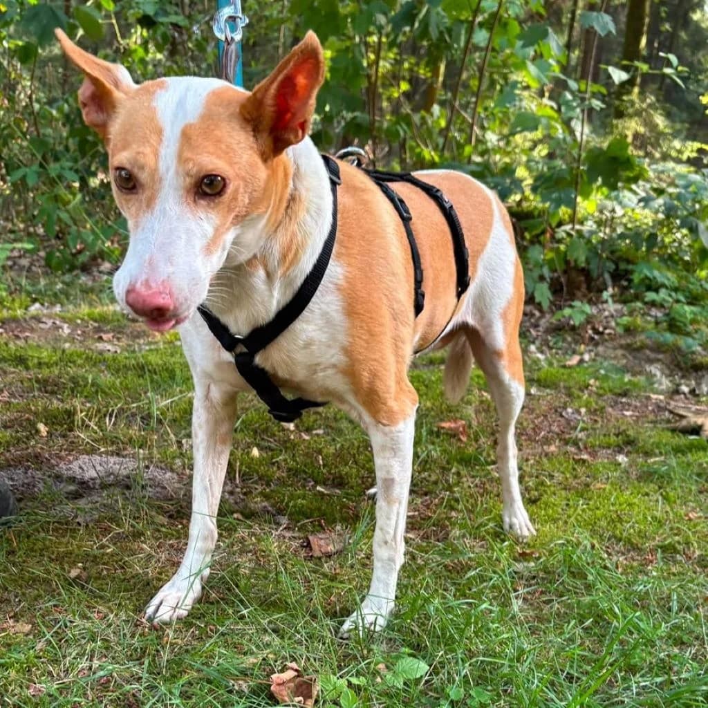 Maruchi, female senior Podenco for adoption at SALVA Hundehilfe e.V.