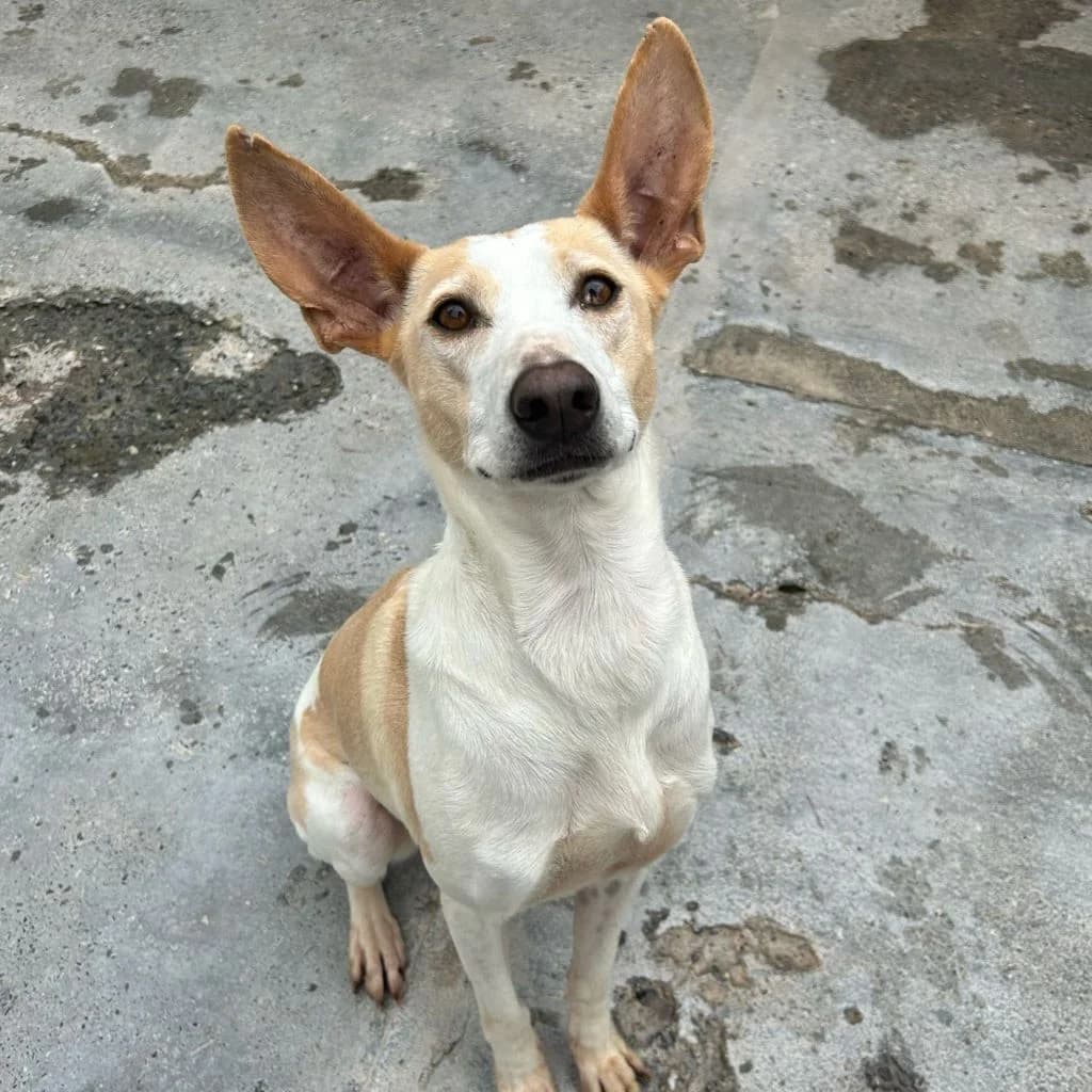 Bimba, female 5yo Podenco for adoption at SALVA Hundehilfe e.V.
