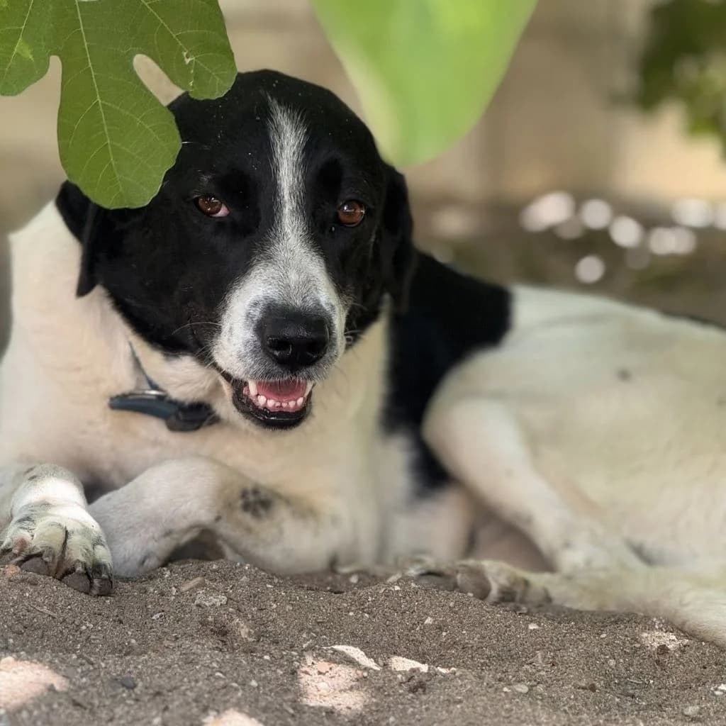 Venus, female 3yo Mixed Breed for adoption at SALVA Hundehilfe e.V.