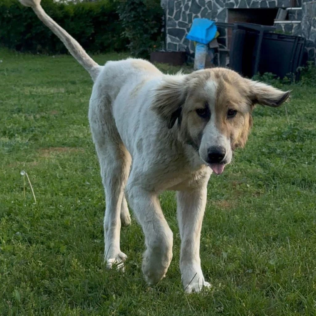 Marga, female young Mixed Breed for adoption at SALVA Hundehilfe e.V.