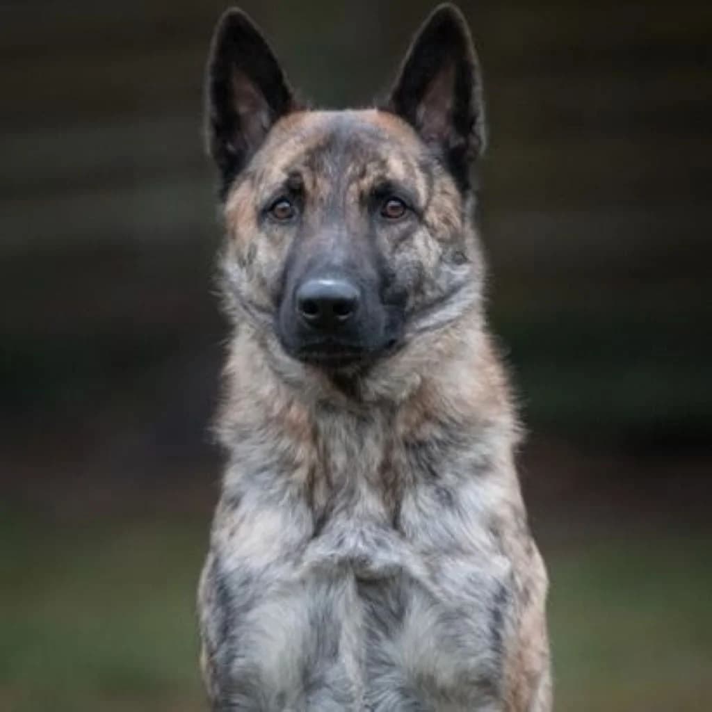 Misha, male 5yo mixed breed for adoption at SALVA Hundehilfe e.V.