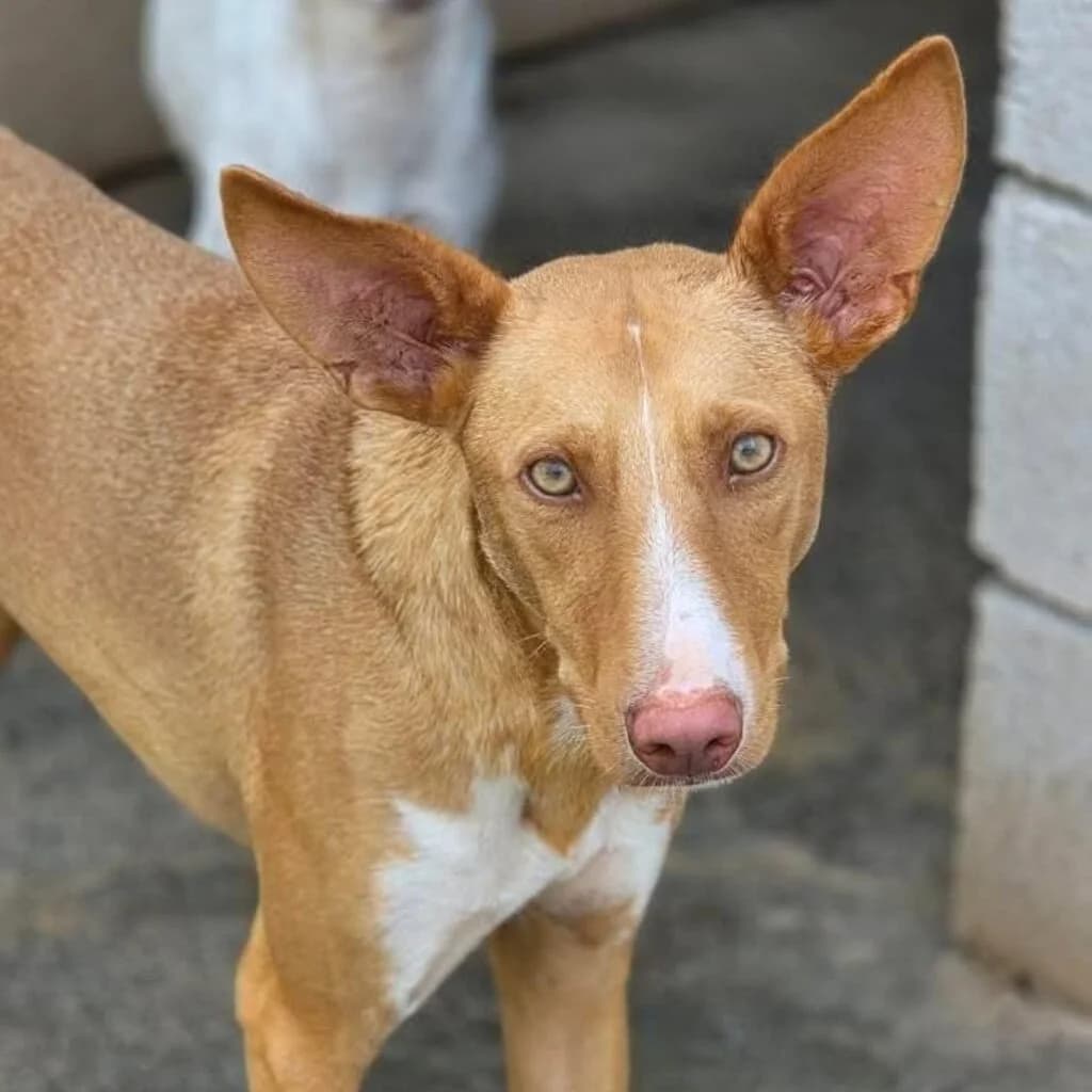 Caiman, male young Podenco for adoption at SALVA Hundehilfe e.V.