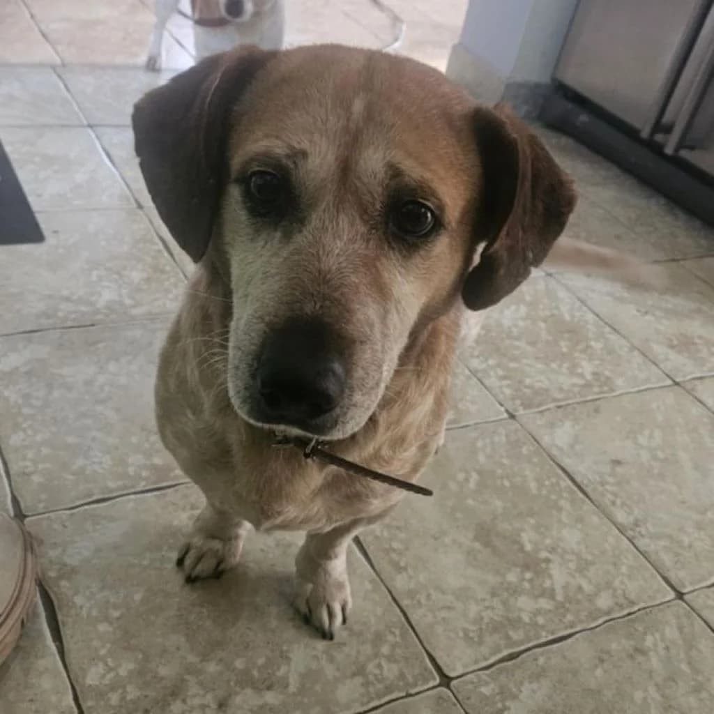Gines, male senior Mixed Breed for adoption at SALVA Hundehilfe e.V.