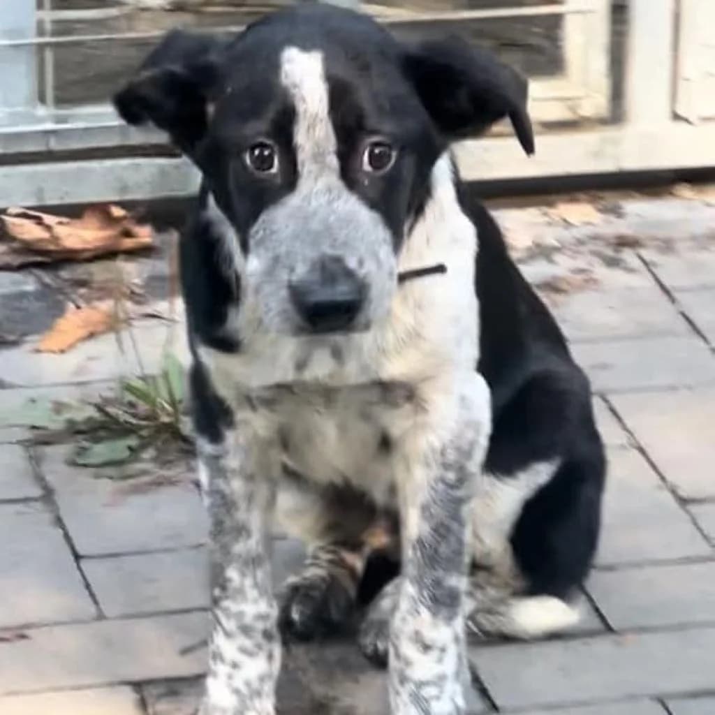 Dzemik, female 3yo Mixed Breed for adoption at SALVA Hundehilfe e.V.
