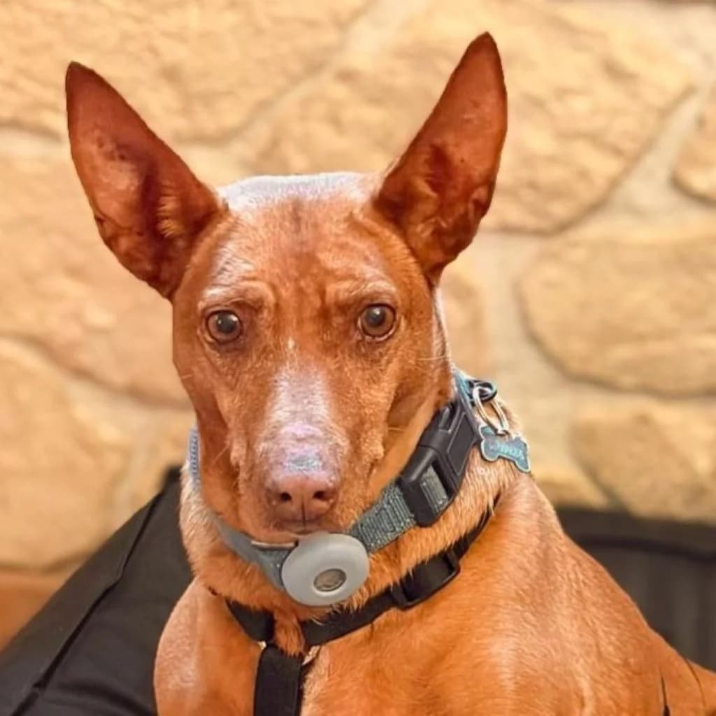 Lima, female senior Podenco for adoption at SALVA Hundehilfe e.V.