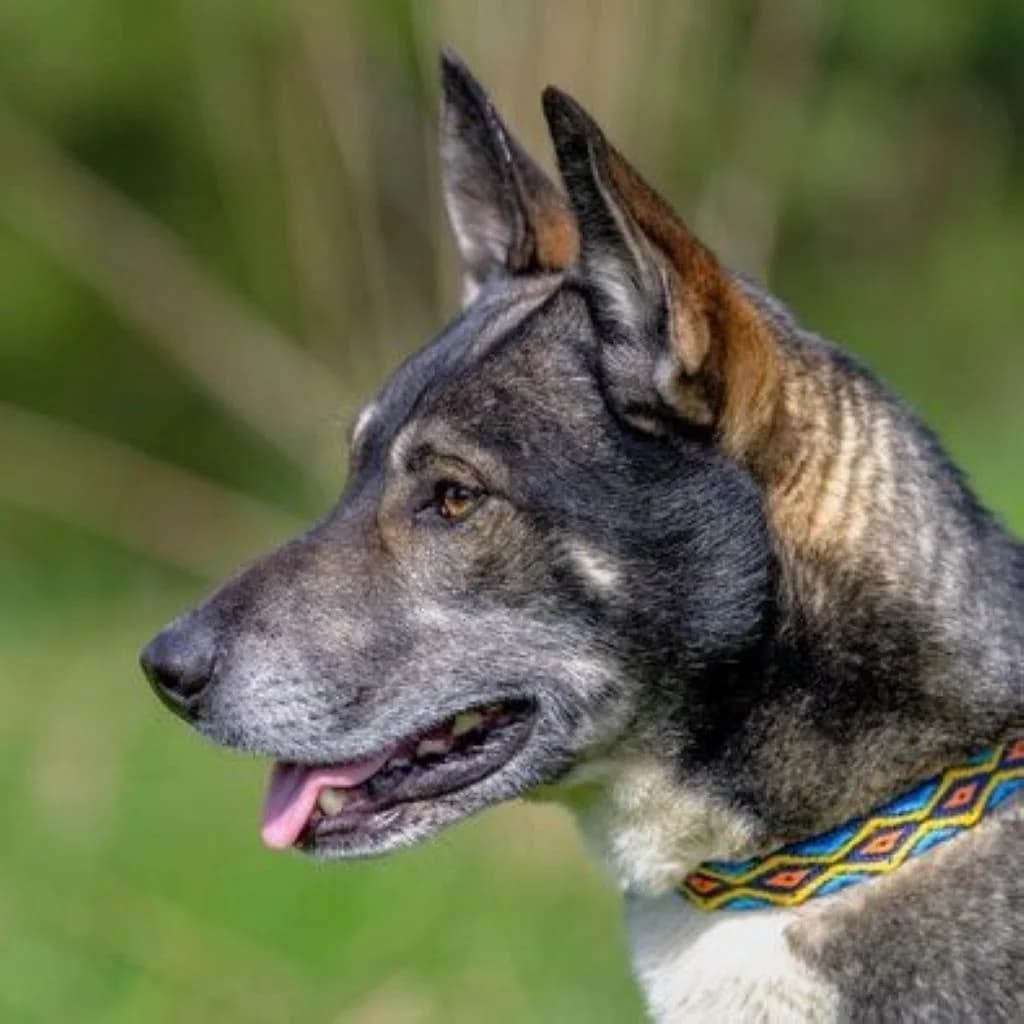 Kajtek, male 7yo Mixed Breed for adoption at SALVA Hundehilfe e.V.