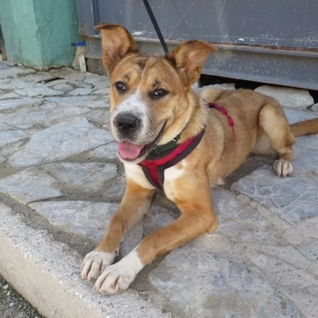 Ricotta, female young Mixed Breed for adoption at SALVA Hundehilfe e.V.