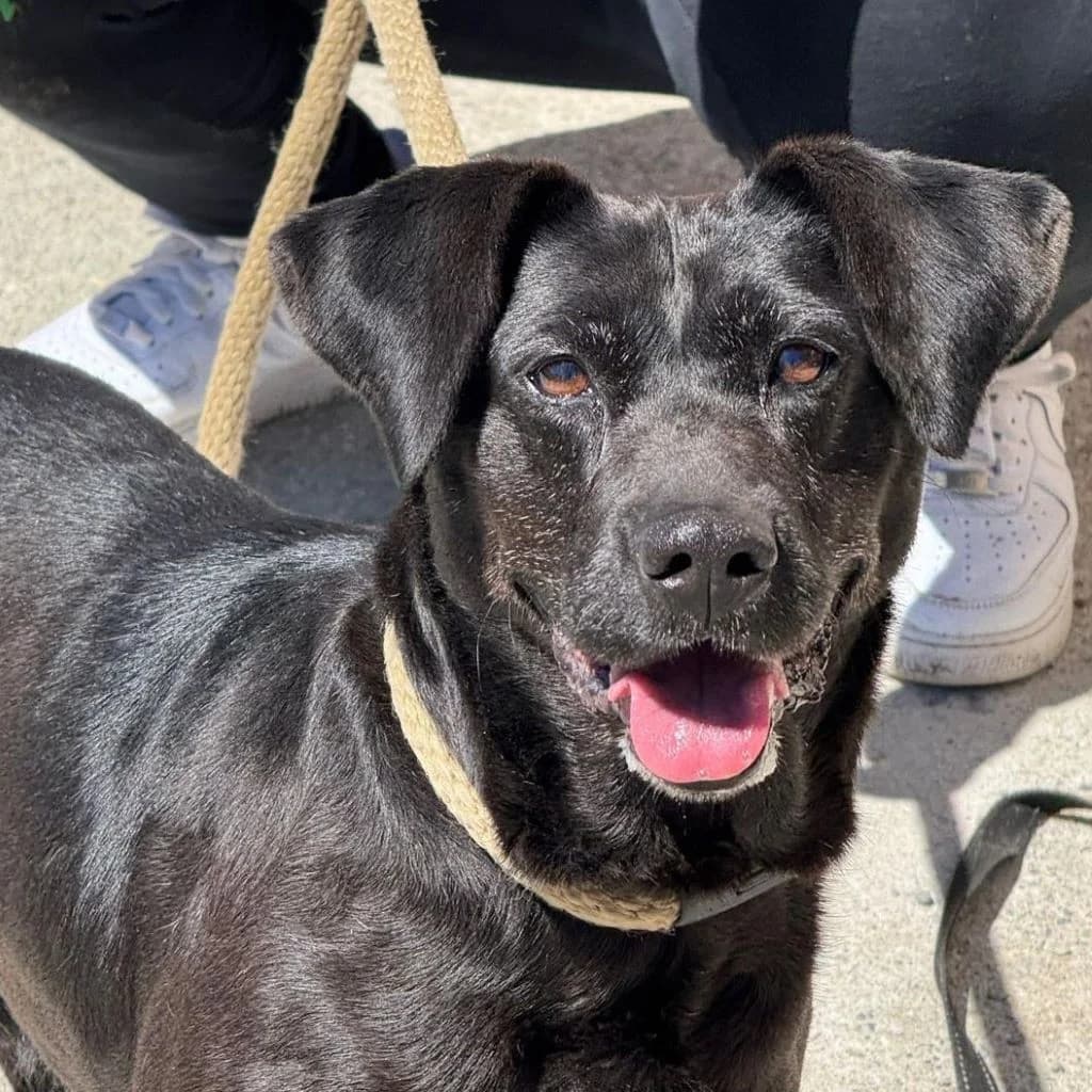 Olivia, female senior Mixed Breed for adoption at SALVA Hundehilfe e.V.