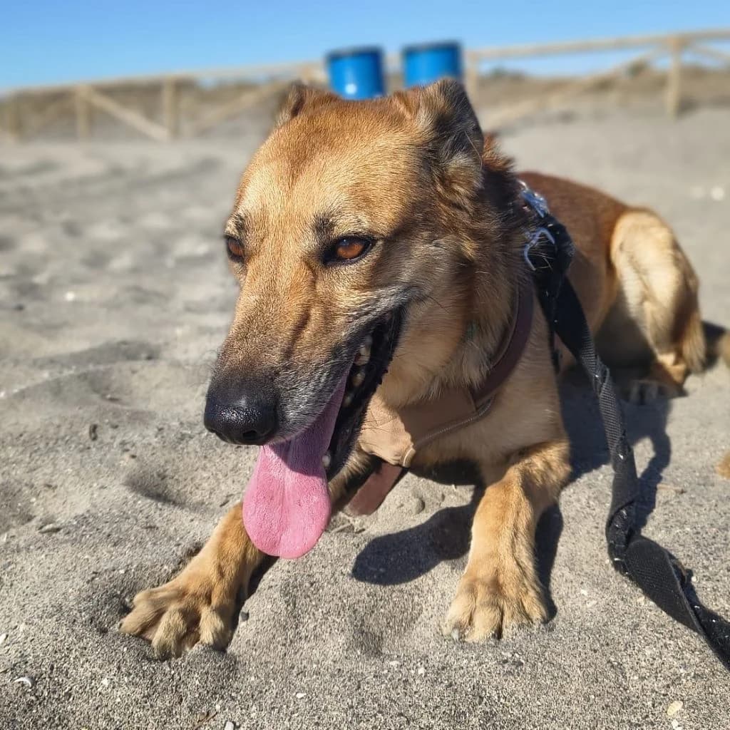 Minerva, female young Mixed Breed for adoption at SALVA Hundehilfe e.V.