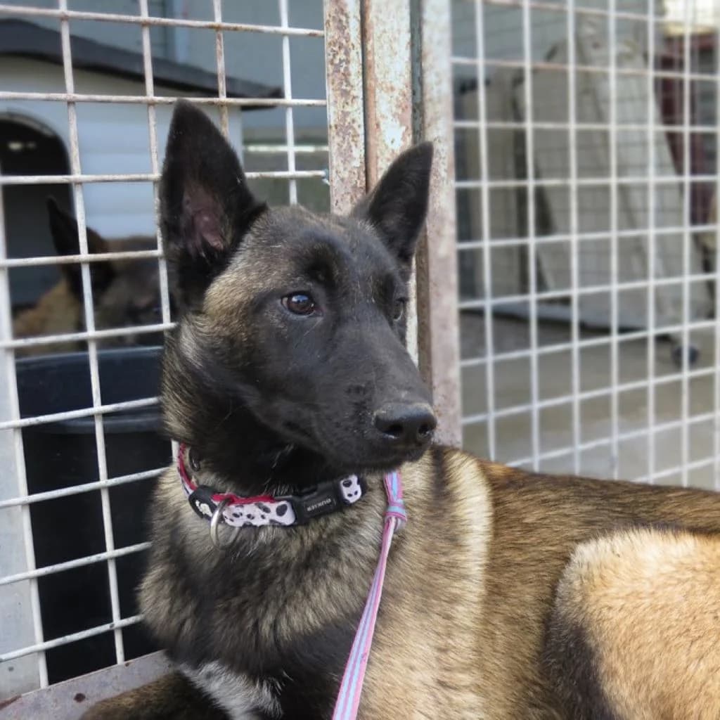 Jersey, female young Belgian Malinois for adoption at SALVA Hundehilfe e.V.