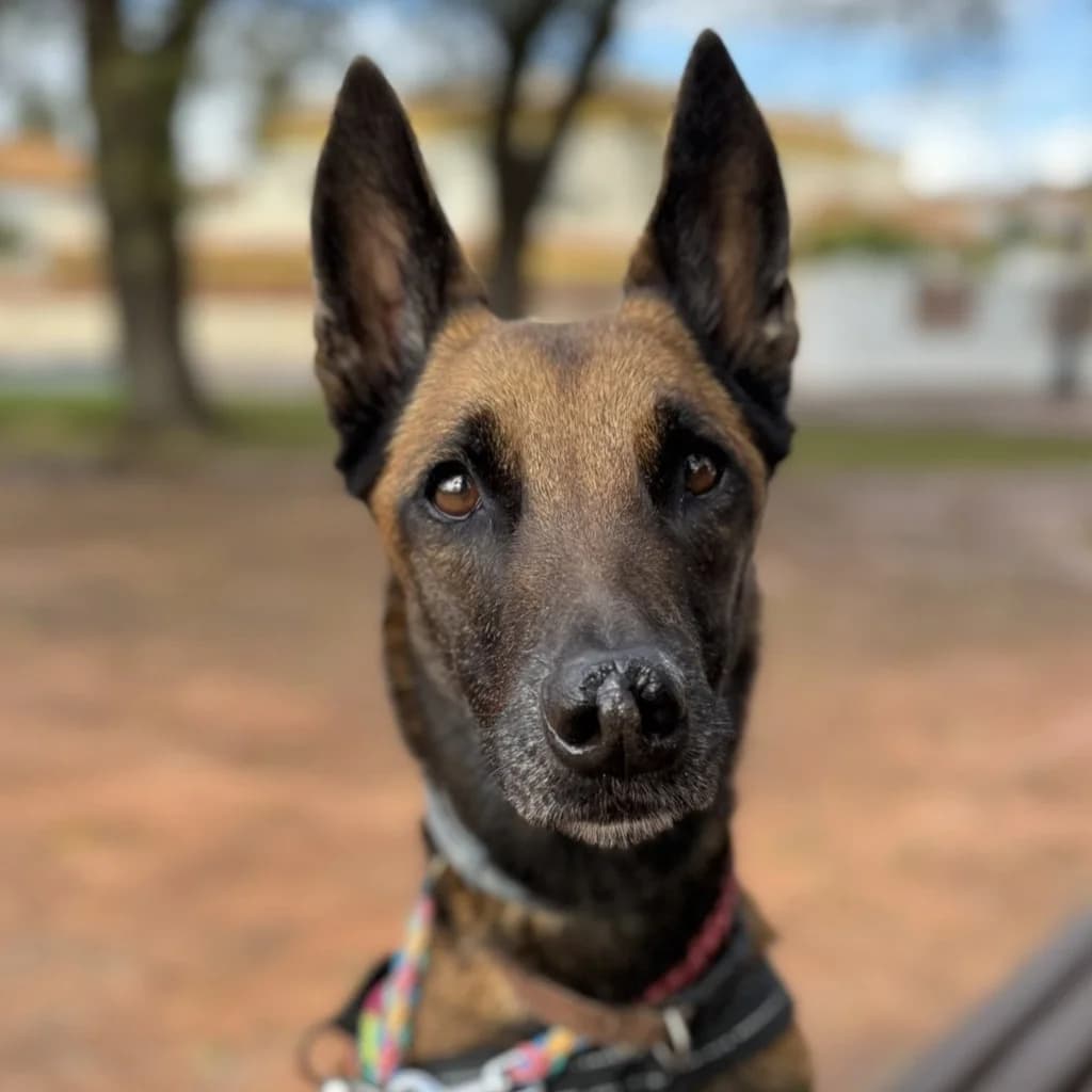 Brave, female 4yo Belgian Malinois for adoption at SALVA Hundehilfe e.V.