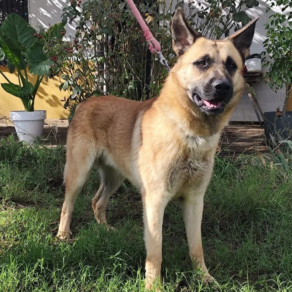 Leonardo, male 3yo Mixed Breed for adoption at SALVA Hundehilfe e.V.
