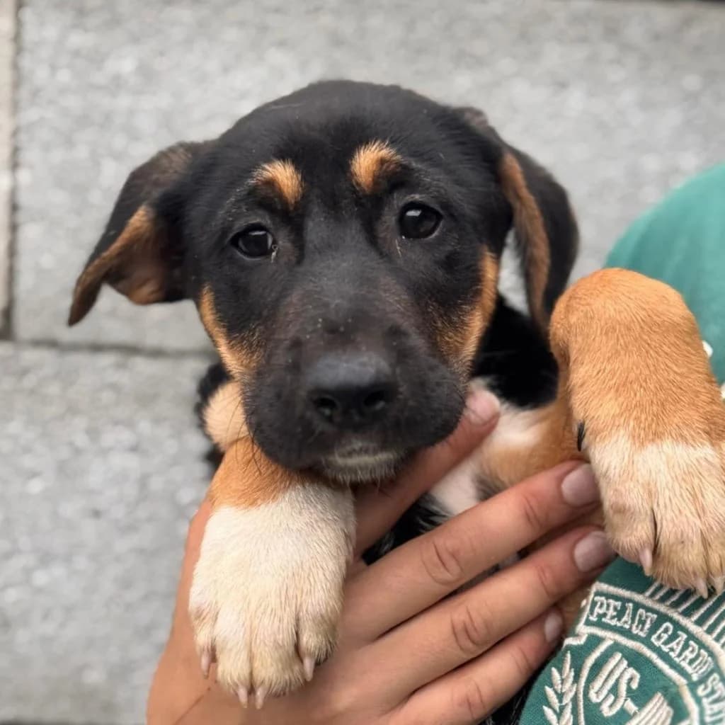 Konrad, male young Mixed Breed for adoption at SALVA Hundehilfe e.V.