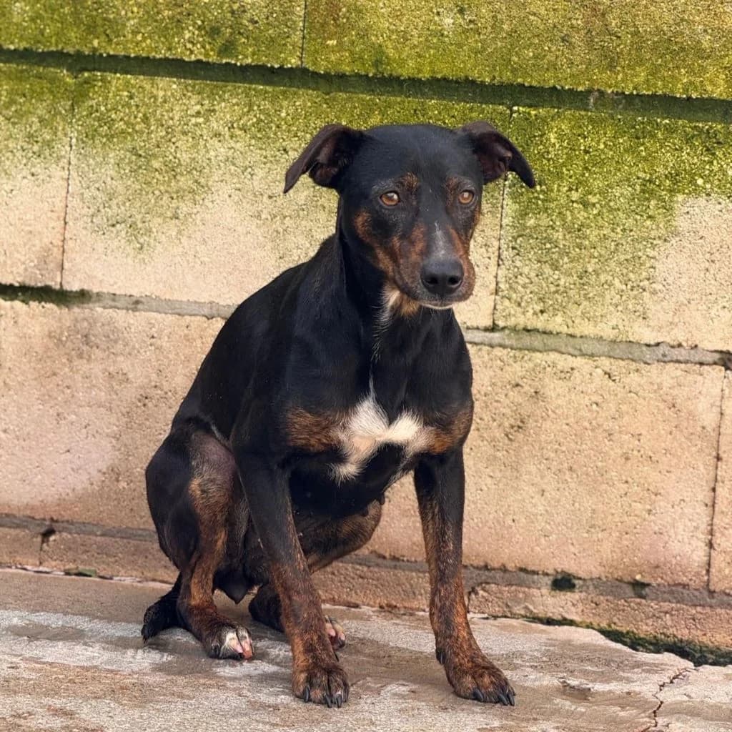 Juanita, female 5yo Mixed Breed for adoption at SALVA Hundehilfe e.V.
