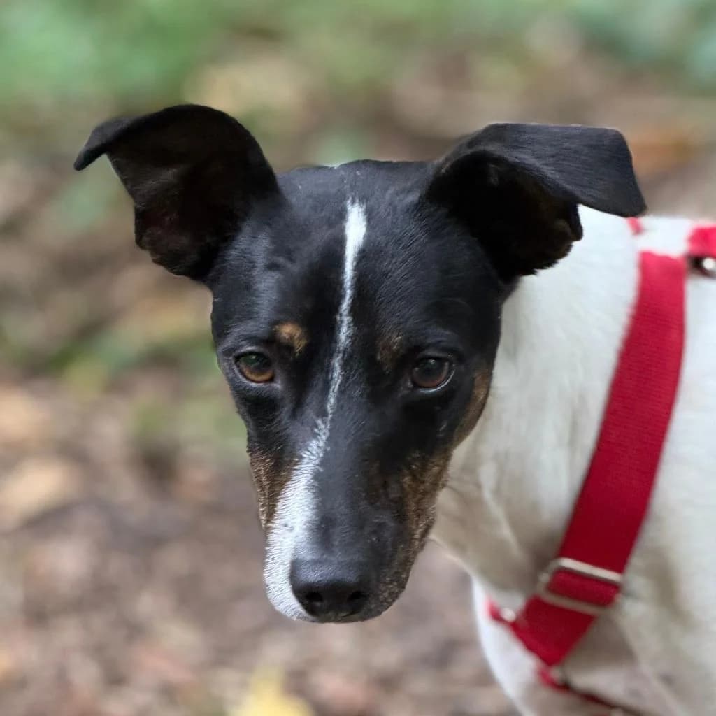 Juan, male 5yo Mixed Breed for adoption at SALVA Hundehilfe e.V.