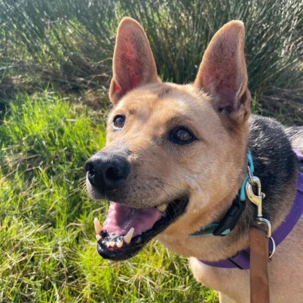 Aguiles, male senior German Shepherd for adoption at SALVA Hundehilfe e.V.