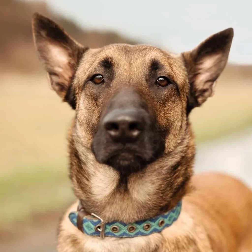 Anubis, male 3yo Belgian Malinois for adoption at SALVA Hundehilfe e.V.