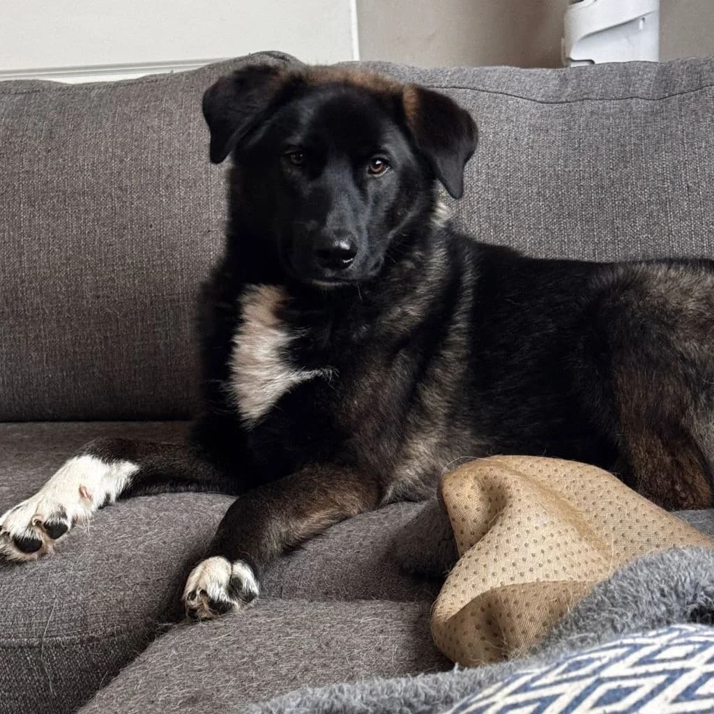 Michel, male young Mixed Breed for adoption at SALVA Hundehilfe e.V.