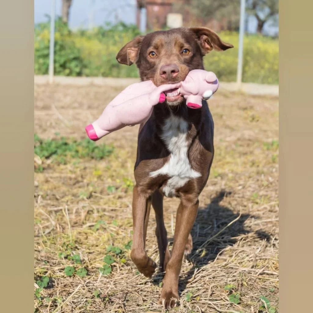 Tyson, male 4yo Mixed Breed for adoption at SALVA Hundehilfe e.V.